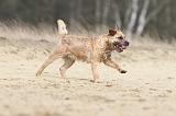 BORDER TERRIER 016